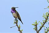 Lucifer Hummingbird